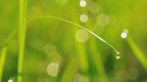 Macro of grass and dew. Video stock 100901769