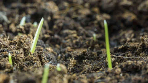 Macro grass blades growing  timelapse growth earth macro soil rain Stock Footage 148345963