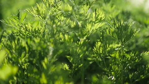 Macro grass, camera in motion. Alternating focus, bokeh Vidéo 77724472