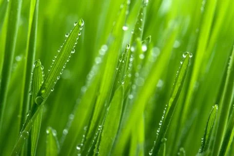 Macro of grass with dew Stock Photos
