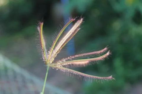 Macro grass flower. Stock Photos
