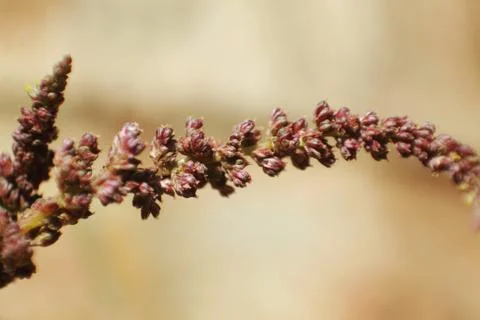 Macro of a grass flower Stock Photos