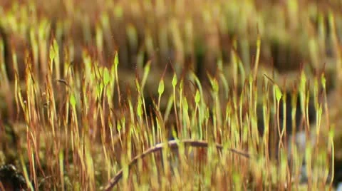 Macro grass Vídeo Stock 14150325