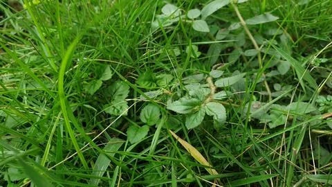 Macro grass green objects plants nature Stock Photos