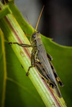 Macro of grass hopper 库存照片