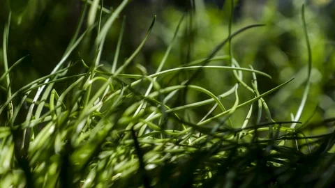 Macro of Grass Moving to Sunlight in Time-Lapse Stock Footage 121224719