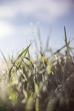 Macro grass Stock Photos