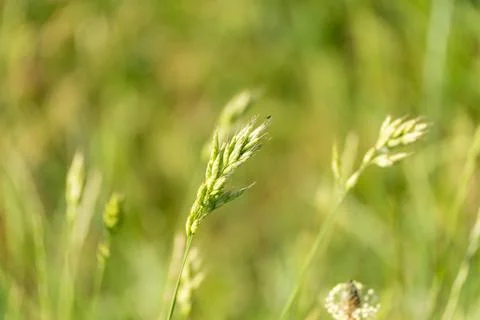 Macro Grass Seed Head with Tiny Black Fly in Summer Meadow Stock Photos