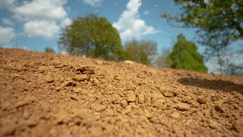 MACRO: Grass seeds fall through the air and onto the dry patch of fertile soil. Stock Footage 109573869
