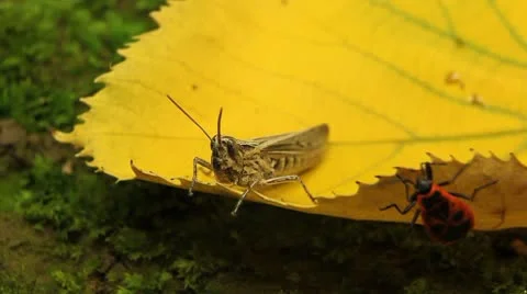 Macro Grasshopper Exploring the Beautiful Nature 動画素材 8838667