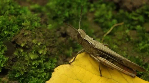 Macro Grasshopper Exploring the Beautiful Nature Stockbeeldmateriaal 8838678