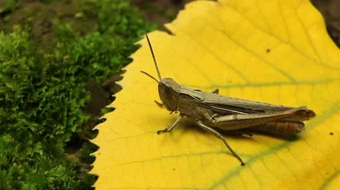 Macro Grasshopper Exploring the Beautiful Nature Vídeo Stock 8838683
