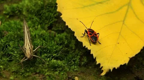 Macro Grasshopper Exploring the Beautiful Nature Vídeo Stock 8838688