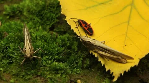 Macro Grasshopper Exploring the Beautiful Nature Vídeos de archivo 8838705