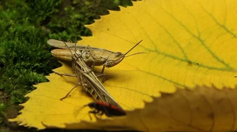 Macro Grasshopper Exploring the Beautiful Nature Stockbeeldmateriaal 8838758