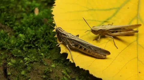 Macro Grasshopper Exploring the Beautiful Nature Stock Footage 8838767