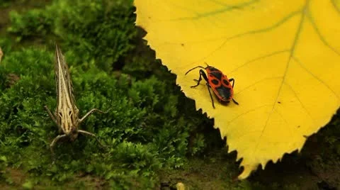 Macro Grasshopper Exploring the Beautiful Nature Vídeos de archivo 8838783