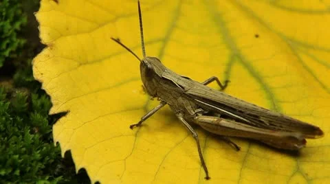 Macro Grasshopper Exploring the Beautiful Nature Stock Footage 8838784