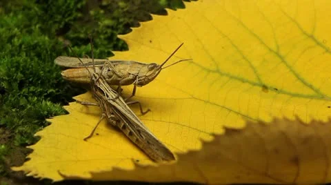 Macro Grasshopper Exploring the Beautiful Nature Vídeo Stock 8838889