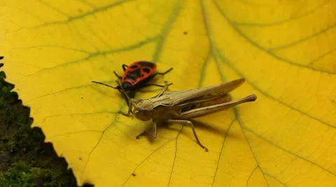 Macro Grasshopper Exploring the Beautiful Nature Vídeos de archivo 8838895