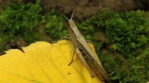 Macro Grasshopper Exploring the Beautiful Nature Stockbeeldmateriaal 8838920