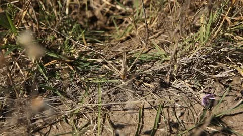 Macro Grasshopper Exploring the Beautiful Nature Vidéo 8838948