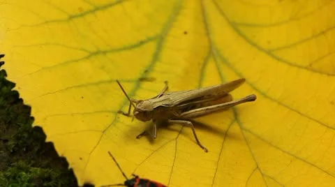Macro Grasshopper Exploring the Beautiful Nature Vídeo Stock 8838988