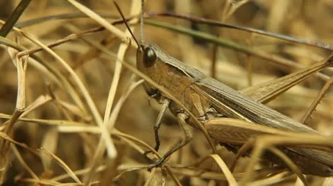 Macro Grasshopper Exploring the Beautiful Nature, Dry Grass Vidéo 8950460