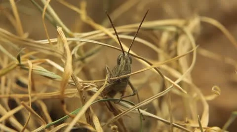 Macro Grasshopper Exploring the Beautiful Nature, Dry Grass Stock Footage 8950551