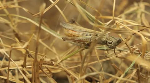 Macro Grasshopper Exploring the Beautiful Nature, Dry Grass 動画素材 8950606