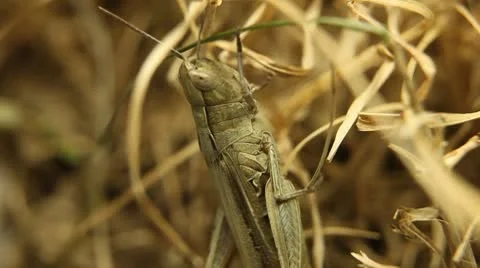 Macro Grasshopper Exploring the Beautiful Nature, Dry Grass 库存影片 8958572