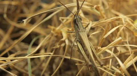 Macro Grasshopper Exploring the Beautiful Nature, Dry Grass Vídeo Stock 8959012