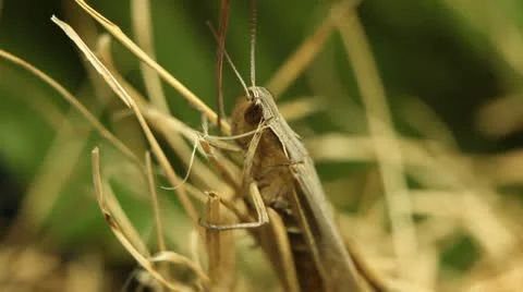 Macro Grasshopper Exploring the Beautiful Nature, Dry Grass 库存影片 8959228
