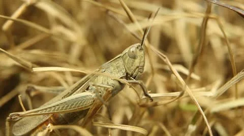 Macro Grasshopper Exploring the Beautiful Nature, Dry Grass Video stock 8959250