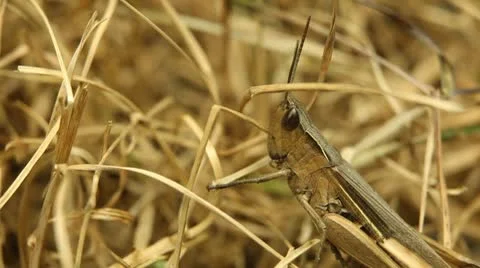Macro Grasshopper Exploring the Beautiful Nature, Dry Grass Stockbeeldmateriaal 8959335
