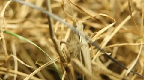 Macro Grasshopper Exploring the Beautiful Nature, Dry Grass Stock Footage 8959424