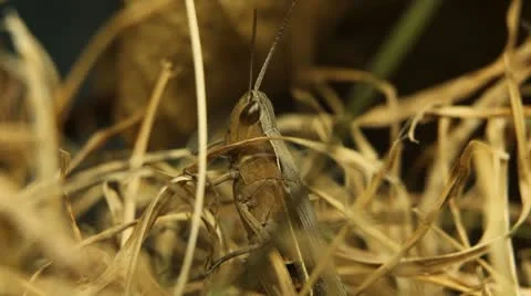Macro Grasshopper Exploring the Beautiful Nature, Dry Grass Vídeos de archivo 8962235