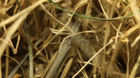 Macro Grasshopper Exploring the Beautiful Nature, Dry Grass Video stock 8962265