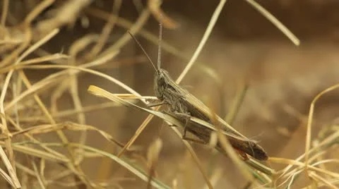 Macro Grasshopper Exploring the Beautiful Nature, Dry Grass Video stock 8962304