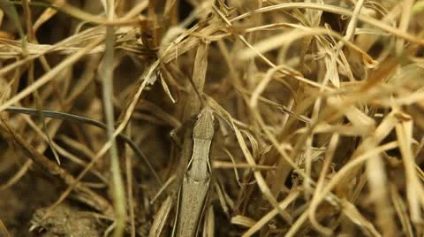 Macro Grasshopper Exploring the Beautiful Nature, Dry Grass 库存影片 8962316