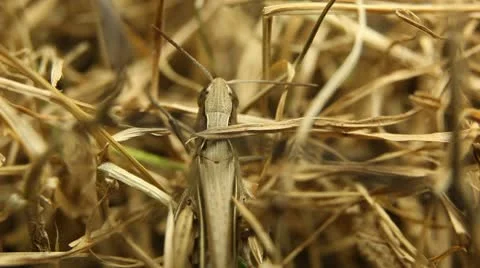 Macro Grasshopper Exploring the Beautiful Nature, Dry Grass Stock-Footage 8962460