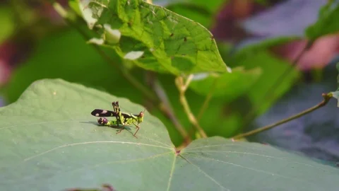 Macro grasshopper live on leaves of grass Stock Footage 80594374