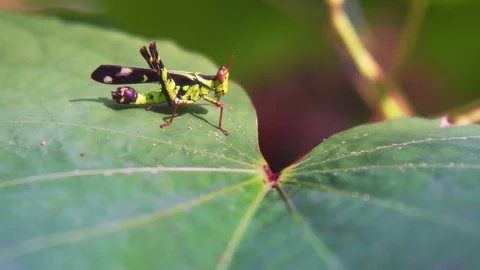 Macro grasshopper live on leaves of grass Stock Footage 80595251