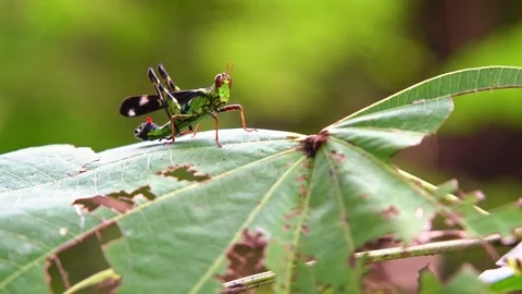 Macro grasshopper live on leaves of grass Stock Footage 80595423