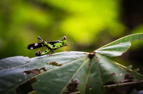 Macro grasshopper live on leaves of grass on nature background, selective foc Stock Photos