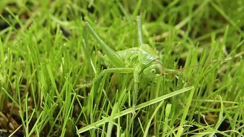 The macro grasshopper moves its head, whiskers and mandibles. Video stock 244931486