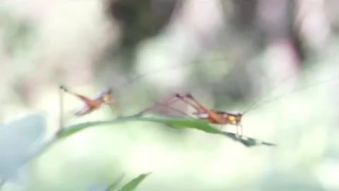 Macro grasshopper nature Stock Footage 283072047