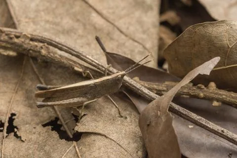 Macro grasshopper on the plant Stock Photos