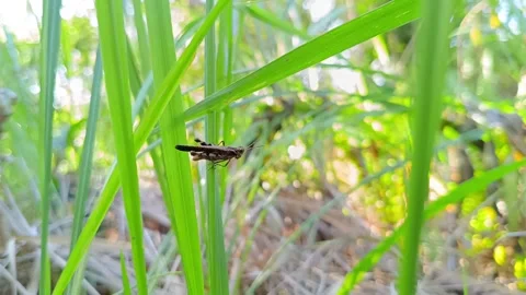 Macro of a Grasshopper Preparing to Take Off from a Leaf Видео 332316854