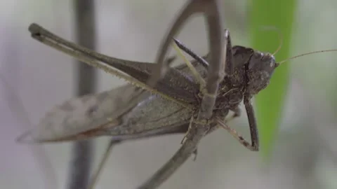 Macro of Grasshopper Resting on Branch Stock Footage 344022018